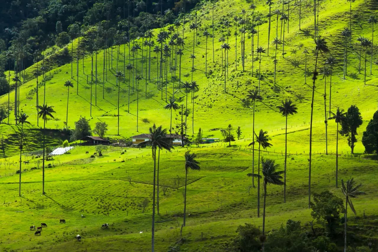 Huila