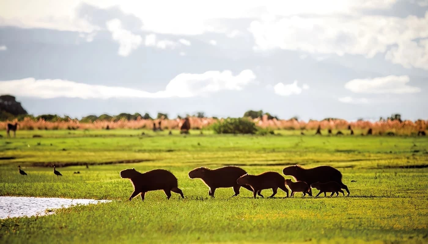 Llanos Orientales