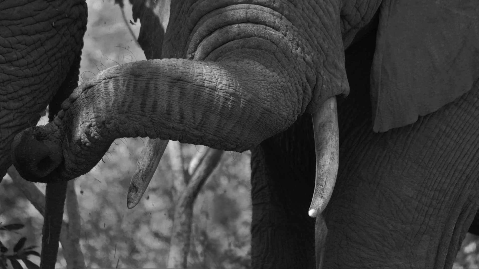 Africa