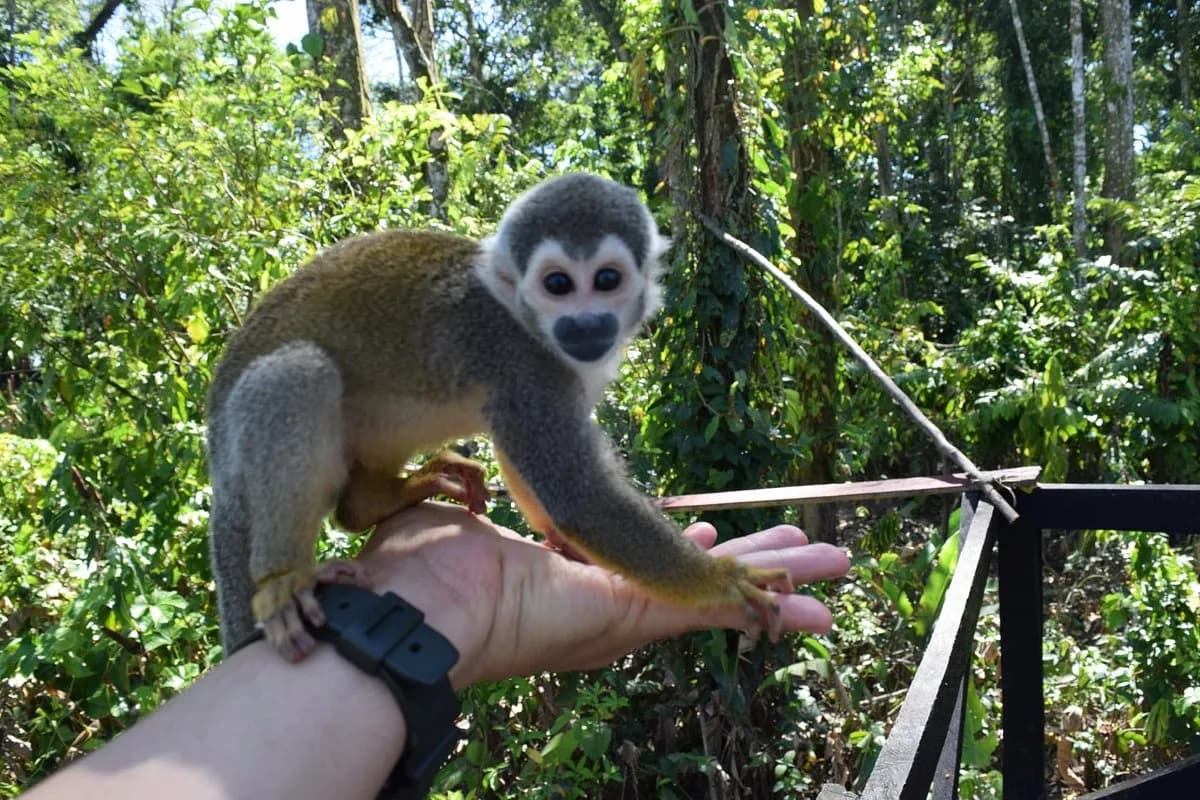 Destino: Amazonas