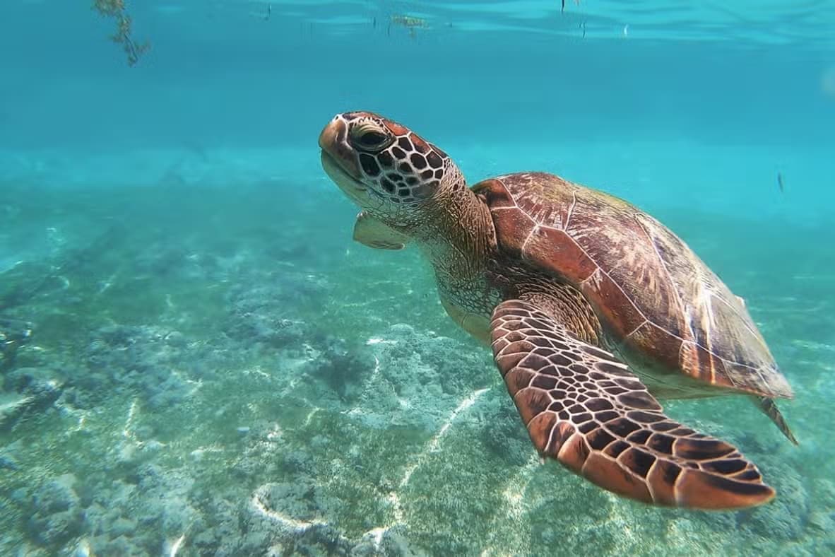 BAHAMAS