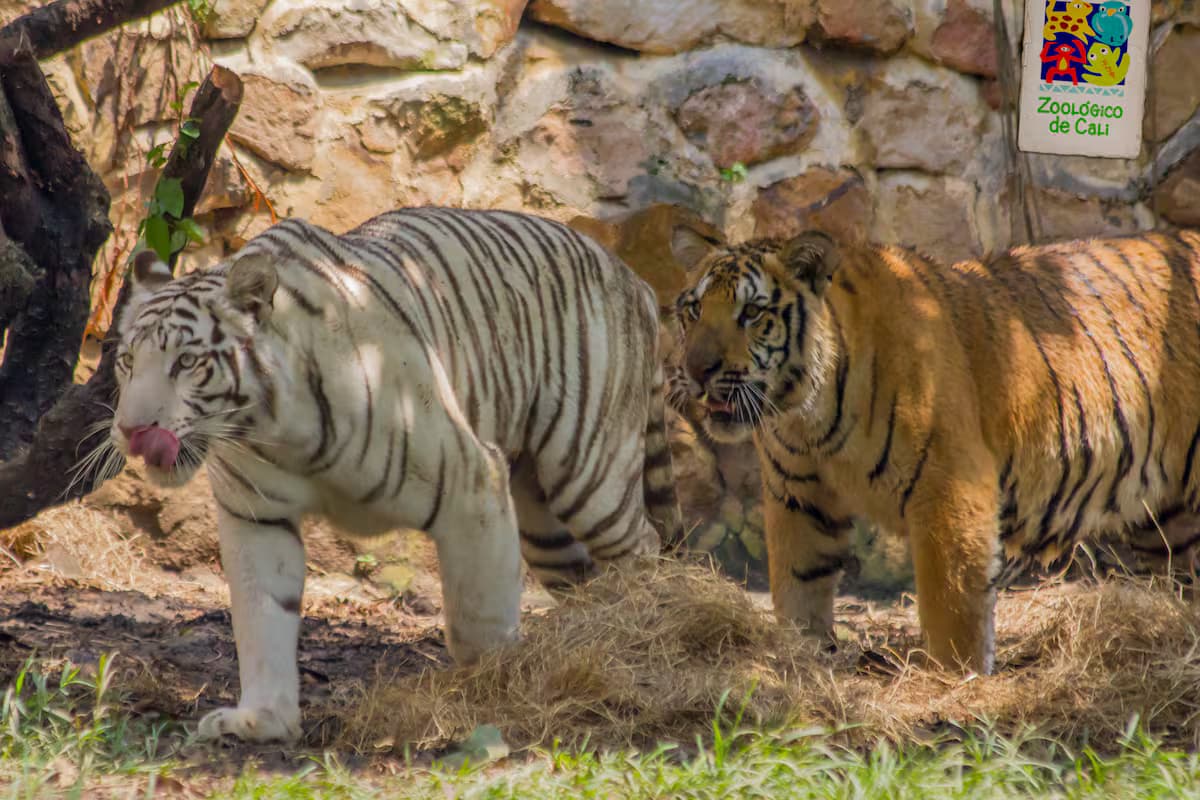 DÍA 4 – ZOOLÓGICO DE CALI Y SAN ANTONIO